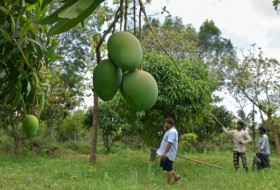 提高越南芒果产量:均衡营养和化肥被认为是答案