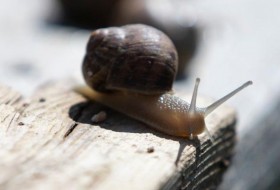 琵琶湖蜗牛获得新名称:半藻螺属的系统修正